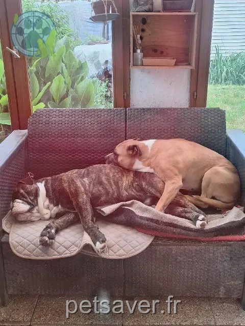 chien reunited 33440 Saint-Louis-de-Montferrand Tawa