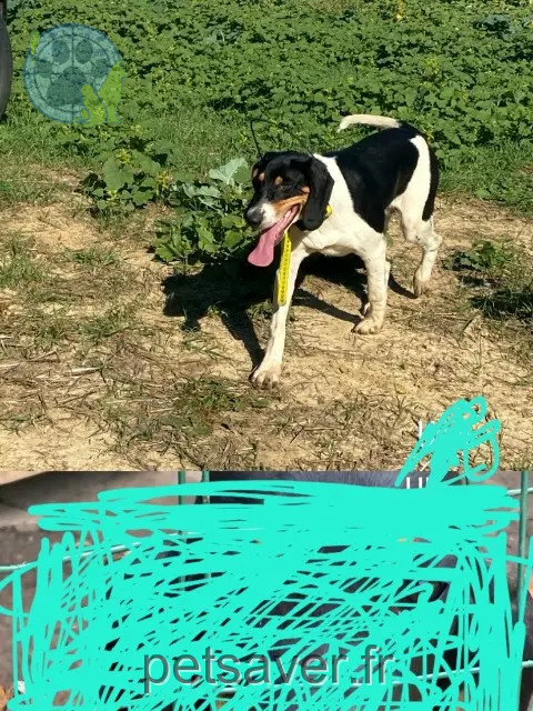 chien reunited 33124 Auros Umi