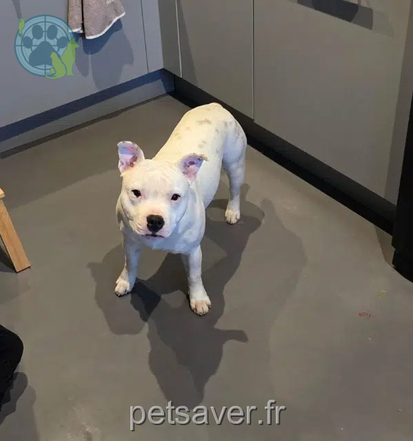 chien reunited   33650 Martillac Uno