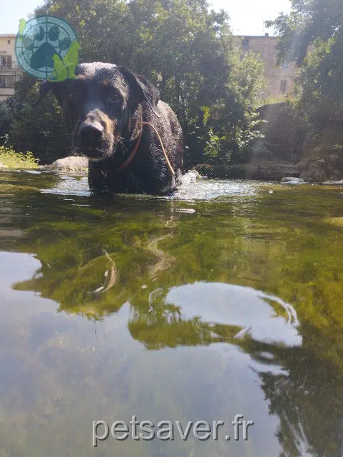 chien reunited 34800 Ceyras Boycka