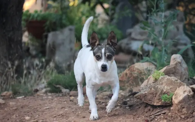 chien reunited   34660 Cournonterral Flucky