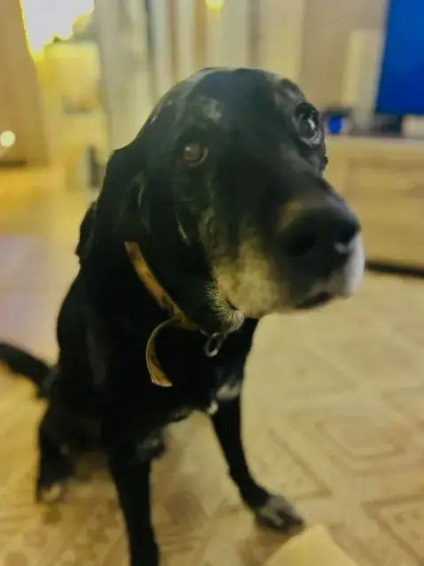 chien reunited   34120 Nézignan-l'Évêque Gavroche