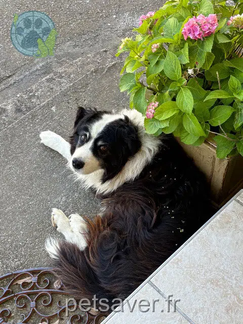 chien reunited 34620 Puisserguier Happy