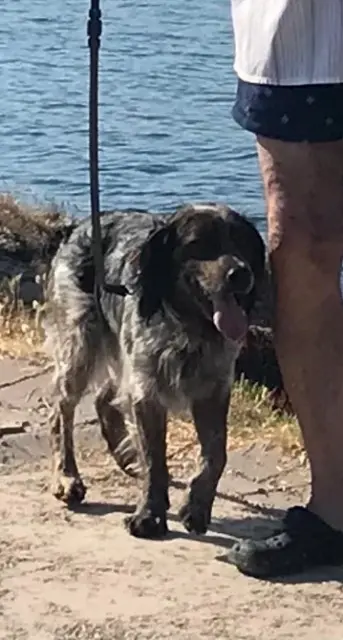 chien reunited   34350 Vendres Hope