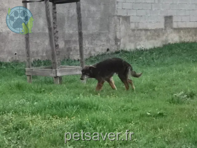 chien reunited   34500 Béziers Ingrid Ramaye