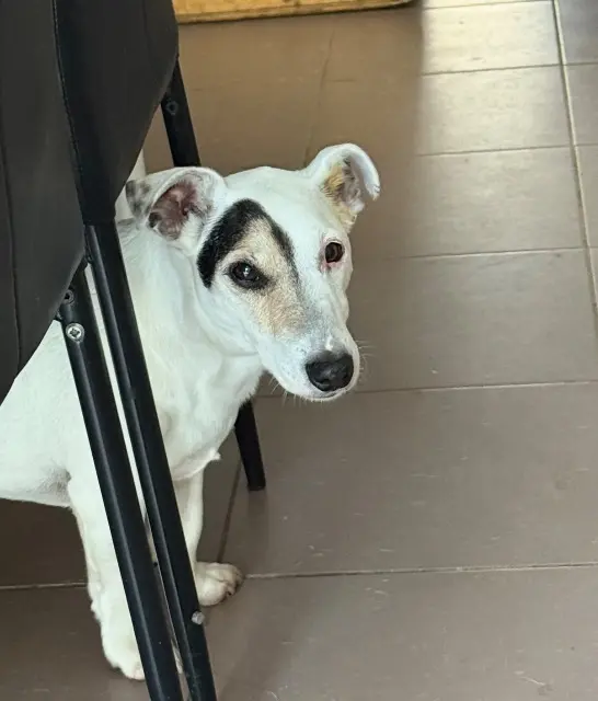 chien reunited   34610 Saint-Gervais-sur-Mare Jazz