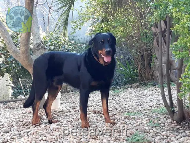 cane reunited 34820 Teyran Leito