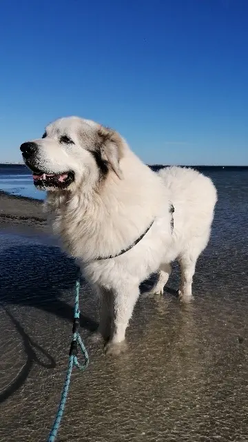 chien reunited   34230 Paulhan Lover