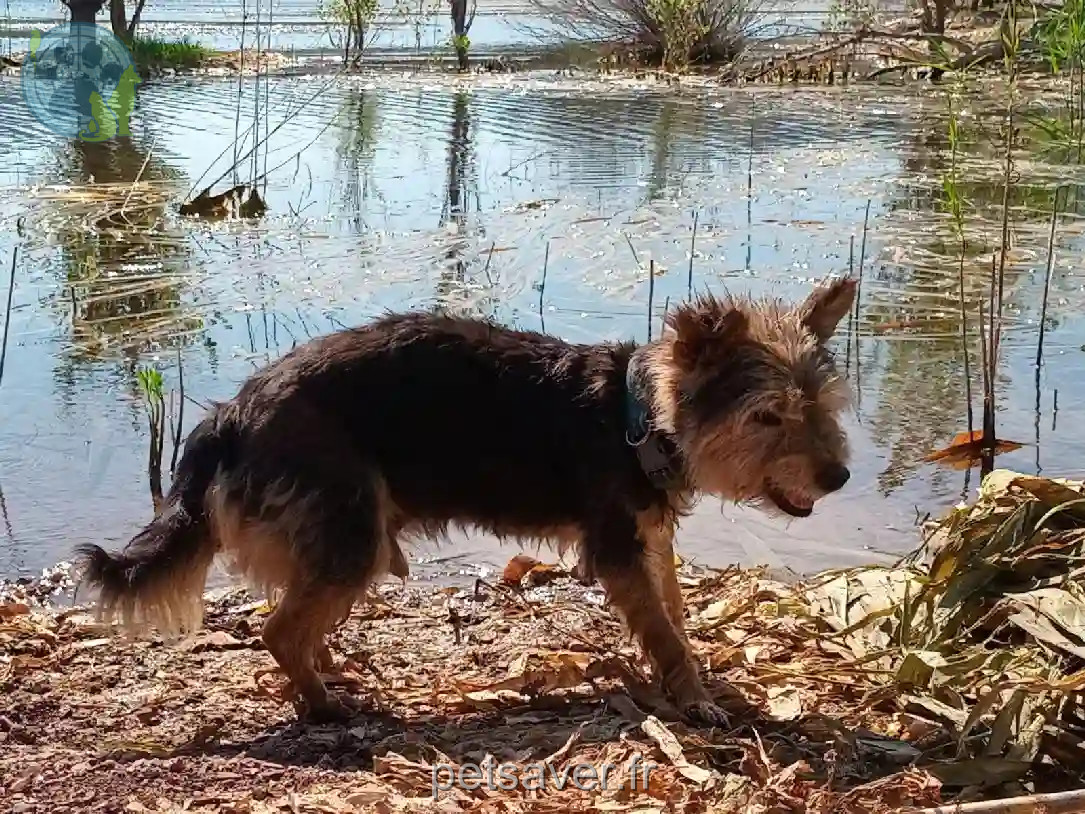Chien Trouvé 34 Hérault - Lucero Chien Trouvé 34 Hérault - Lucero