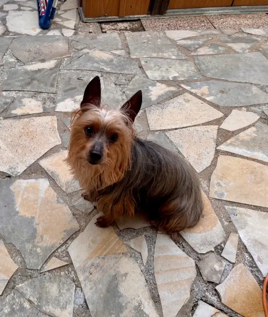 chien reunited   34740 Vendargues Minus