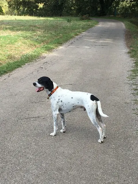 chien reunited    Montpellier Zorus