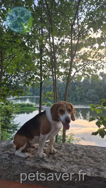 chien reunited 34600 Bédarieux Rocco