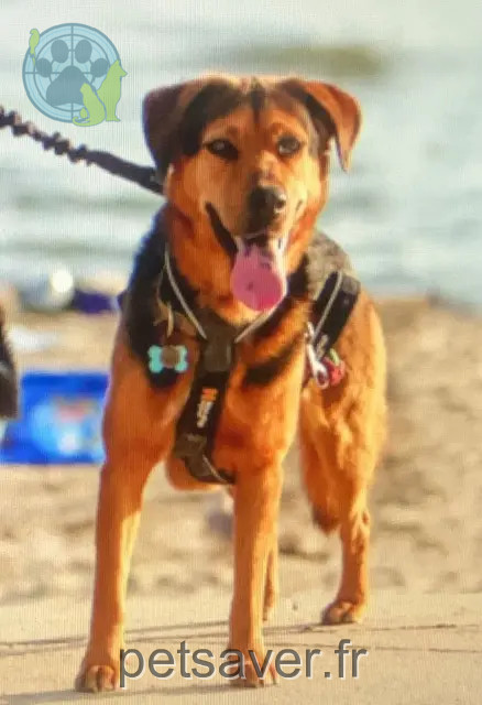 chien reunited 34280 La Grande-Motte Ruskof
