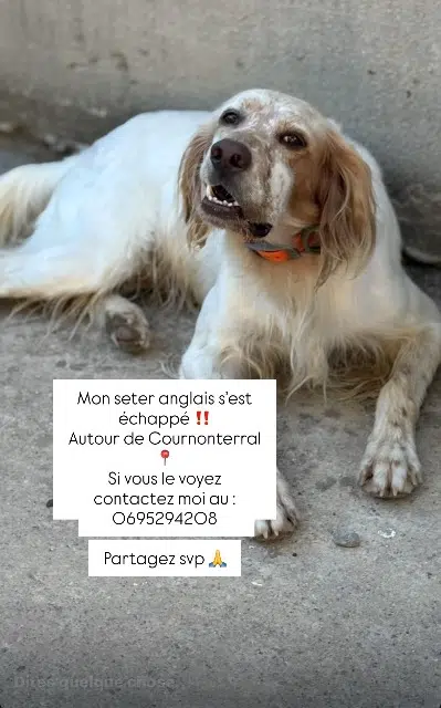 chien reunited   34660 Cournonterral Sandro