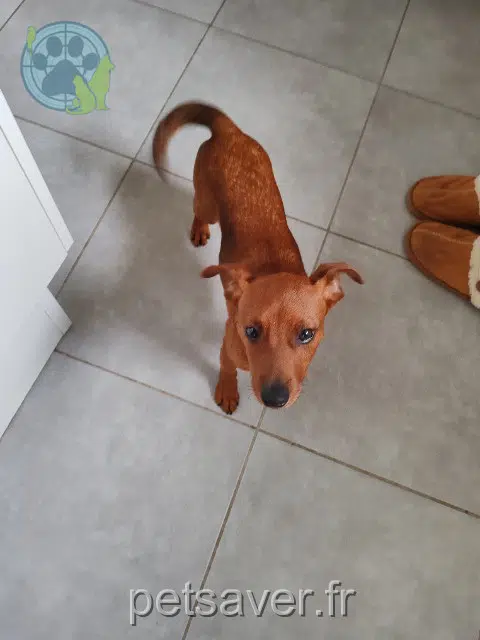 perro reunited   34380 Saint-Martin-de-Londres Sultan