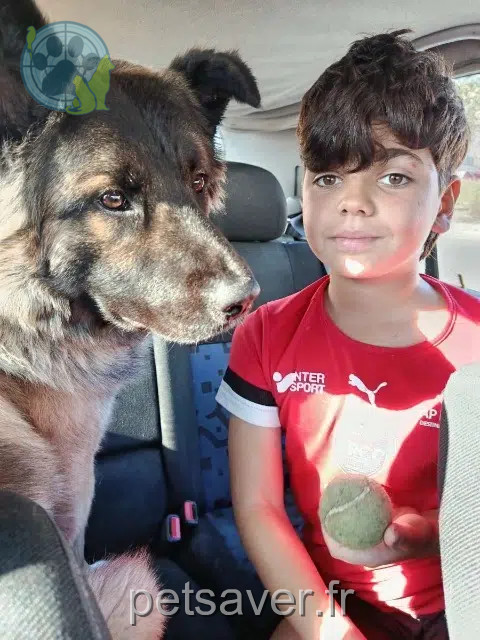 chien reunited 34300 Agde Tito