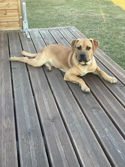 chien reunited   35380 Plélan-le-Grand Ayhio