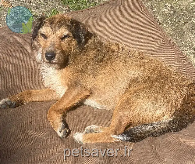 chien reunited   35500 Erbrée Baky