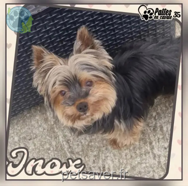 perro reunited   35270 Combourg Inox