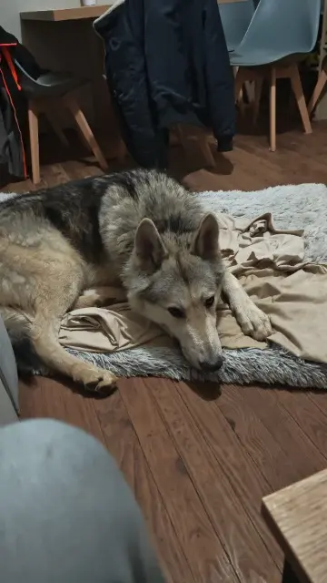 chien reunited   35720 Mesnil-Roc'h Ustone