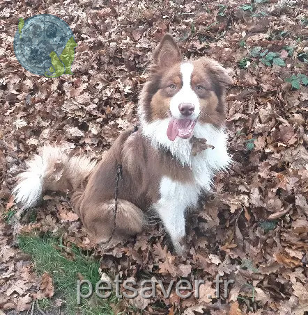 Chien Trouvé 35 Ille-et-Vilaine Mesnil-Roc'h Chien Trouvé 35 Ille-et-Vilaine Mesnil-Roc'h
