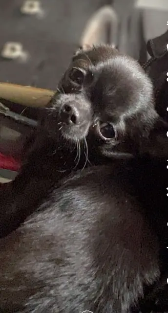chien reunited   35620 Teillay Minus