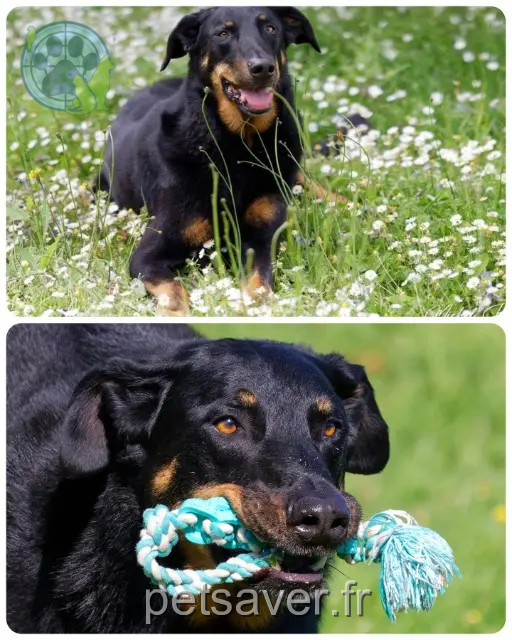 chien reunited   35520 Melesse Narco