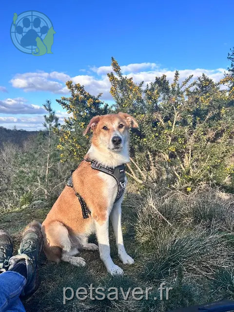 chien reunited 35550 Sixt-sur-Aff Pepito