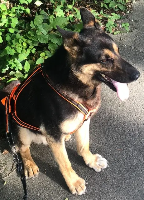 chien reunited   35590 L'Hermitage Piéla