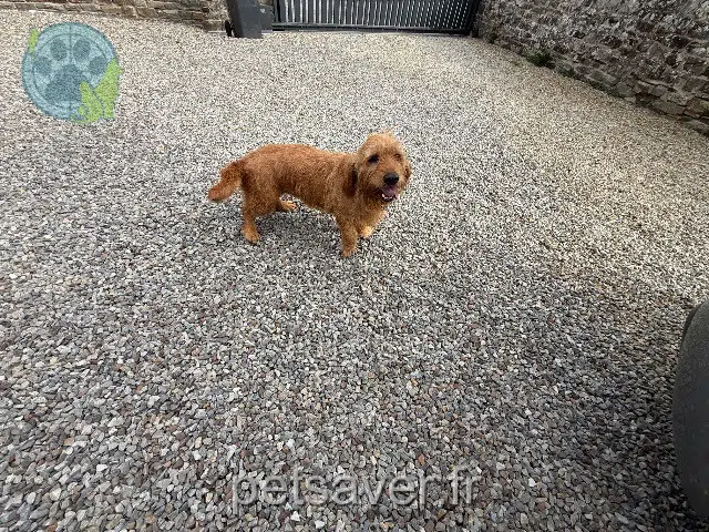 chien reunited 35530 Servon-sur-Vilaine Rossignol