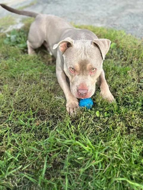 chien reunited   35640 Martigné-Ferchaud Ruinart