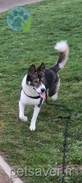 chien reunited   35140 Saint-Aubin-du-Cormier Seven