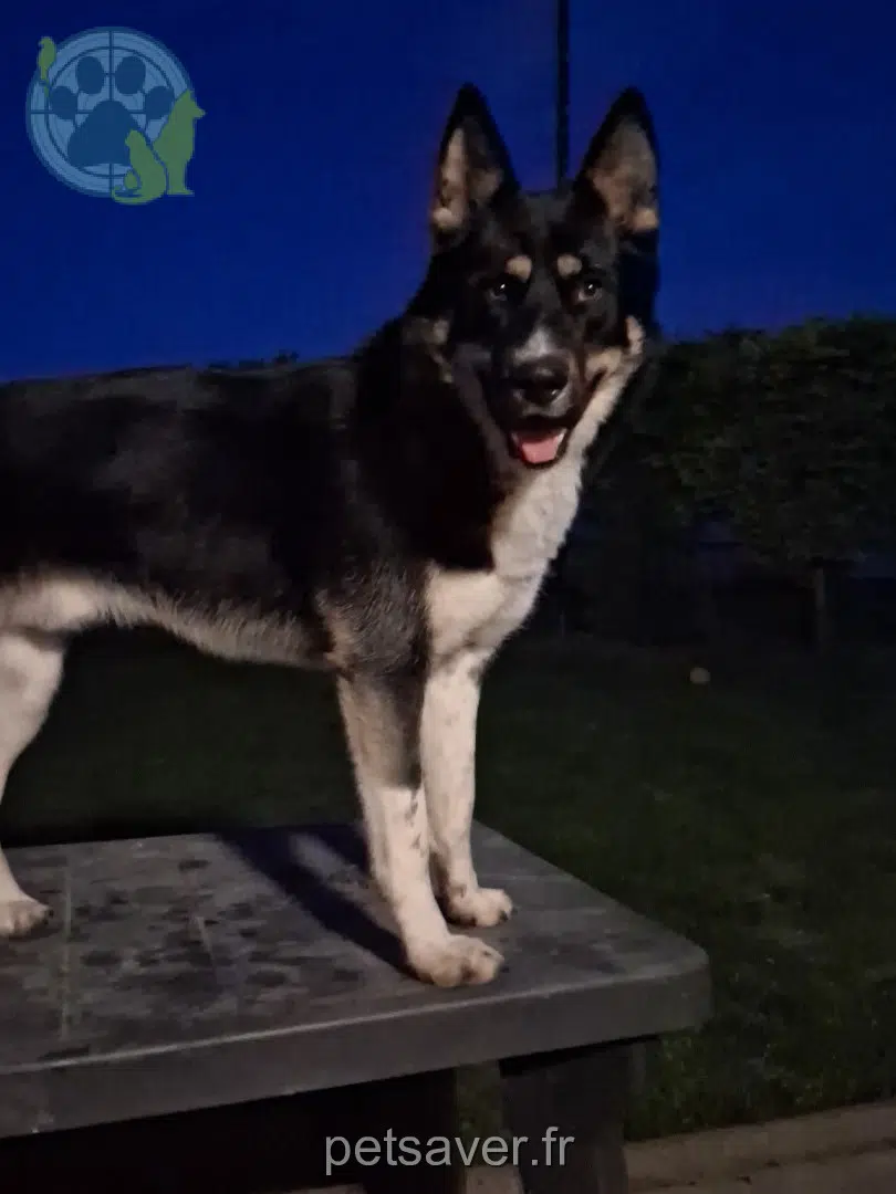 chien reunited   35140 Saint-Aubin-du-Cormier Six