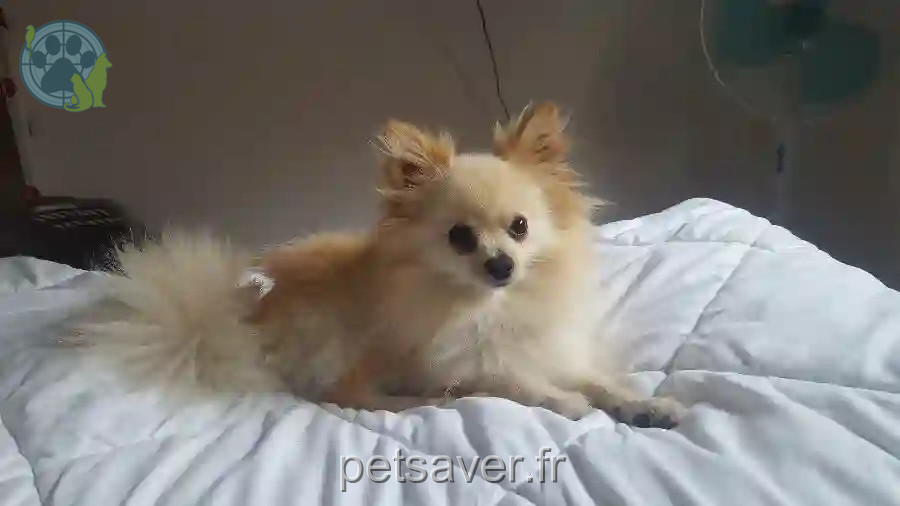 Chien Trouvé 35 Ille-et-Vilaine - Swany Chien Trouvé 35 Ille-et-Vilaine - Swany
