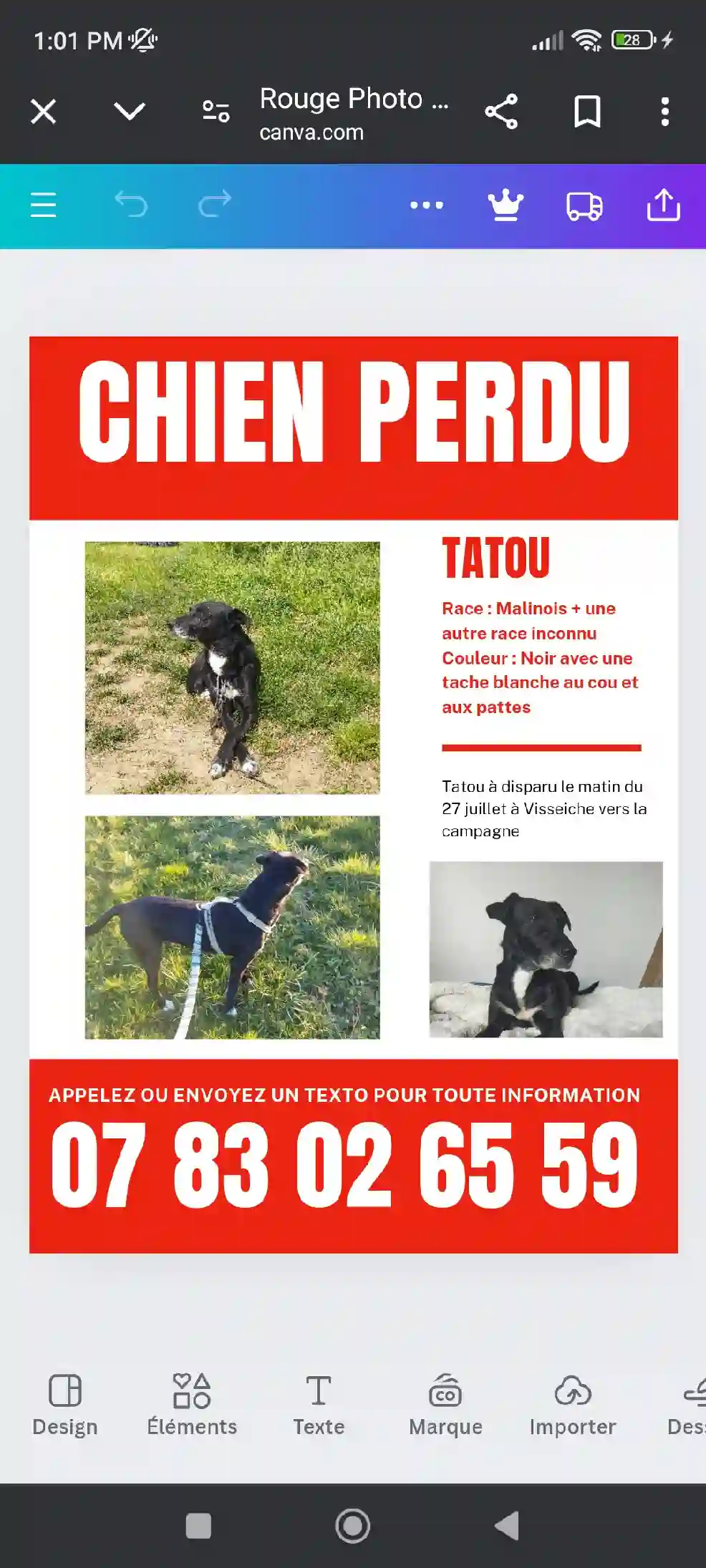 Chien Trouvé 35 Ille-et-Vilaine - Tatou Chien Trouvé 35 Ille-et-Vilaine - Tatou