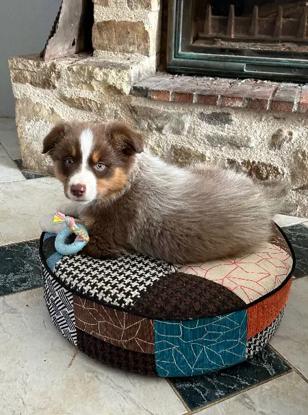 Chien Perdu 35 Ille-et-Vilaine - V'woody Chien Perdu 35 Ille-et-Vilaine - V'woody