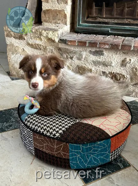 Chien Perdu 35 Ille-et-Vilaine - V'woody Chien Perdu 35 Ille-et-Vilaine - V'woody
