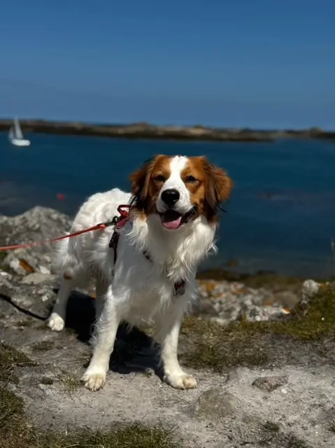 chien reunited   35770 Vern-sur-Seiche Veiko