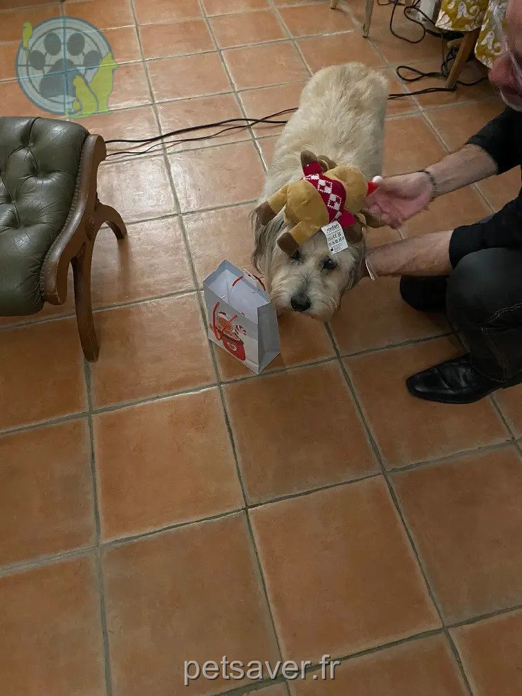 cão reunido D 51 36230 Sarzay Charly cão reunited D 51 36230 Sarzay Charly