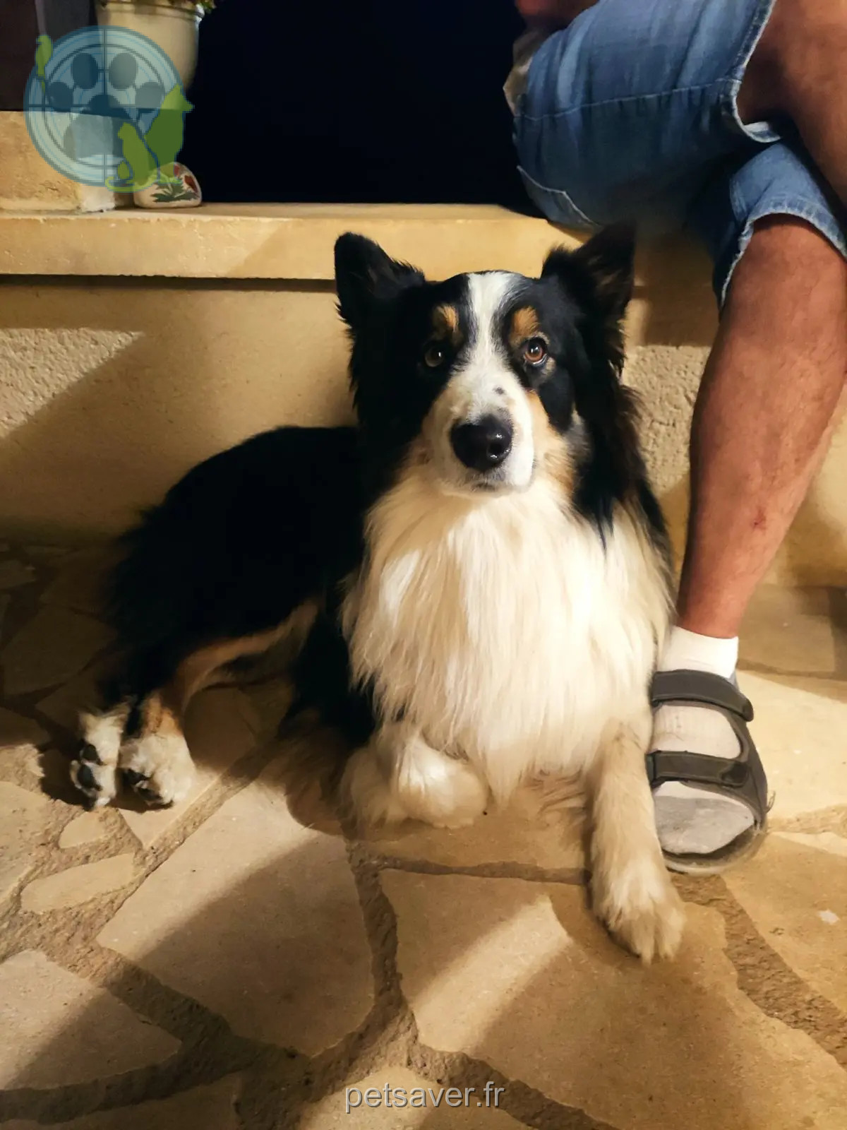 Chien Perdu 36 Indre Chien Perdu 36 Indre