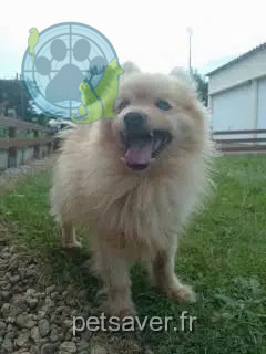 chien reunited   36400 Lacs Garfield