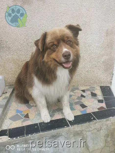 cão reunido D 51 36230 Sarzay cão reunited D 51 36230 Sarzay