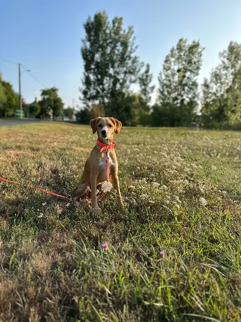 chien reunited   36120 Pruniers Marron