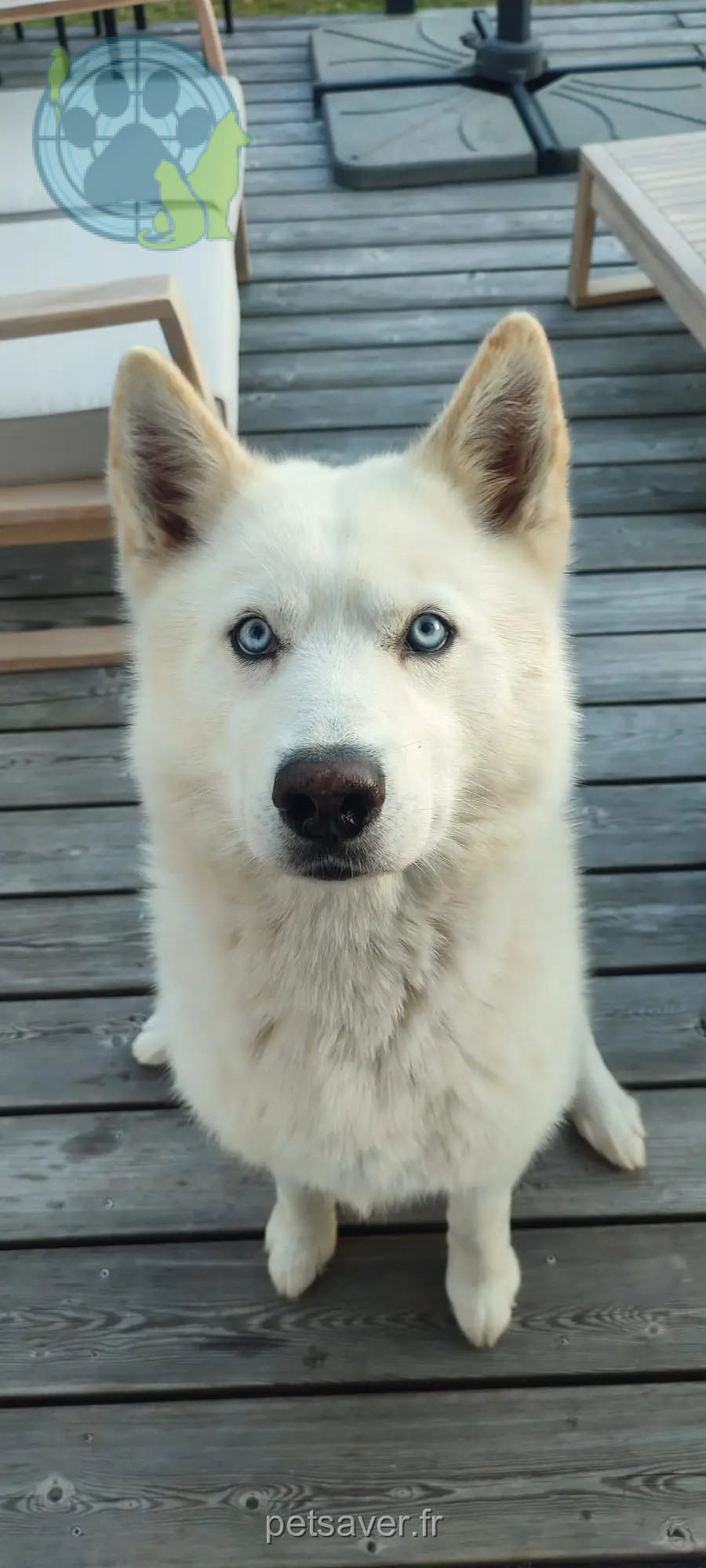hond teruggevonden D 51 36230 Sarzay Ohcum hond reunited D 51 36230 Sarzay Ohcum