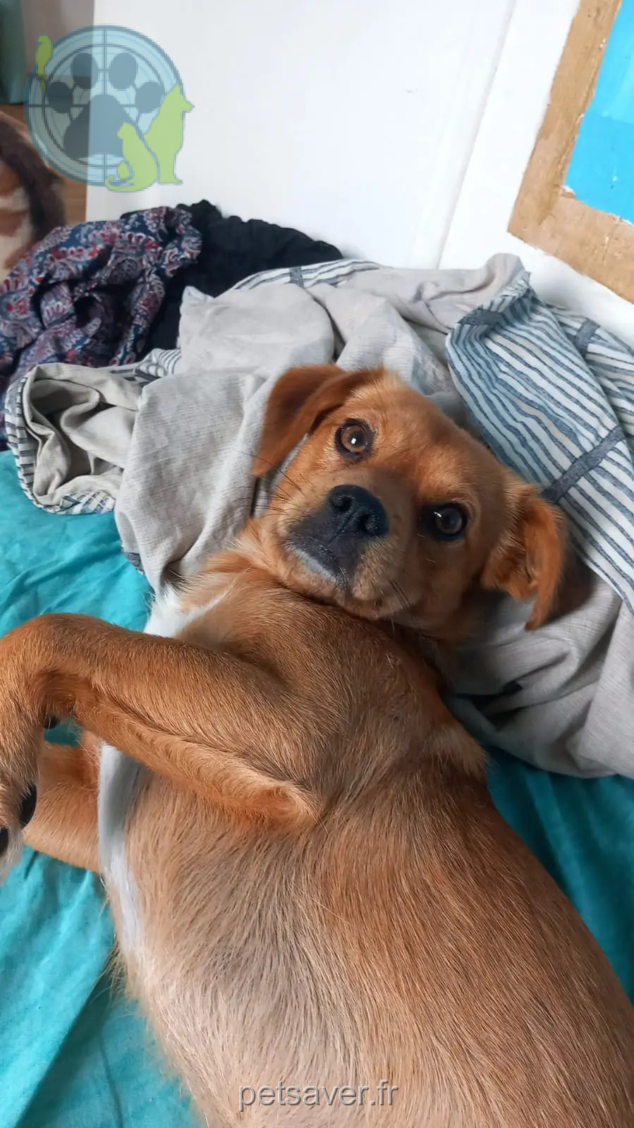 chien retrouvé D 51 36230 Sarzay chien reunited D 51 36230 Sarzay