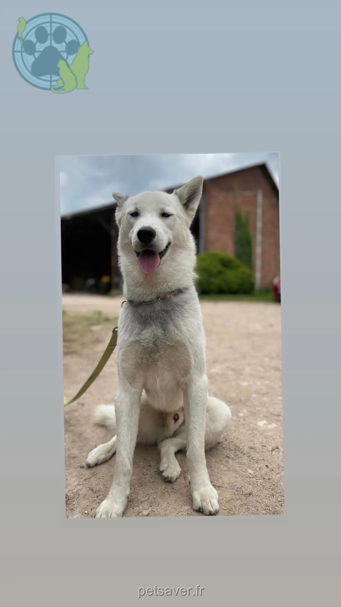 Chien Perdu 36 Indre - Tino Chien Perdu 36 Indre - Tino