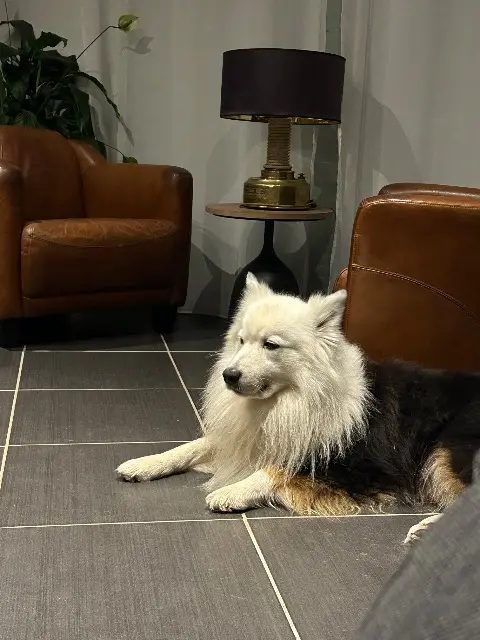 chien reunited   37540 Saint-Cyr-sur-Loire Cosmos