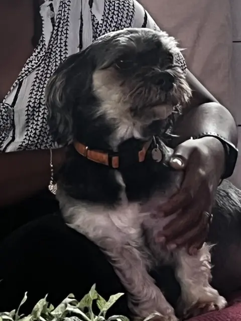 chien reunited   37110 Château-Renault Looping