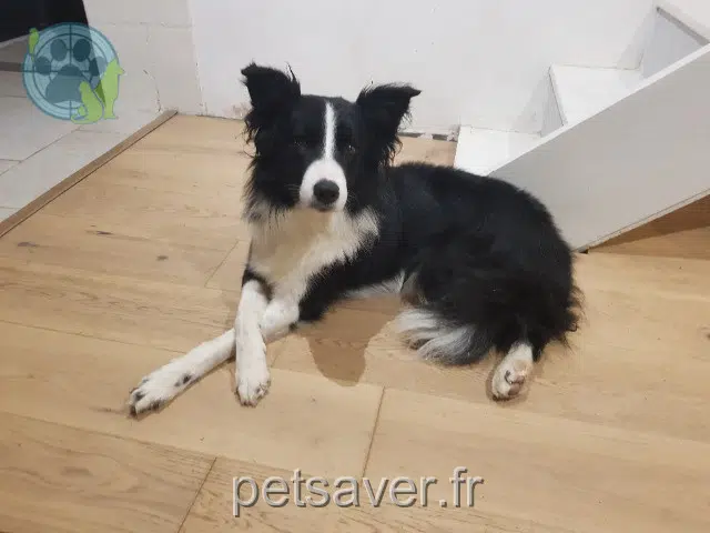 chien reunited   37700 Saint-Pierre-des-Corps Peps