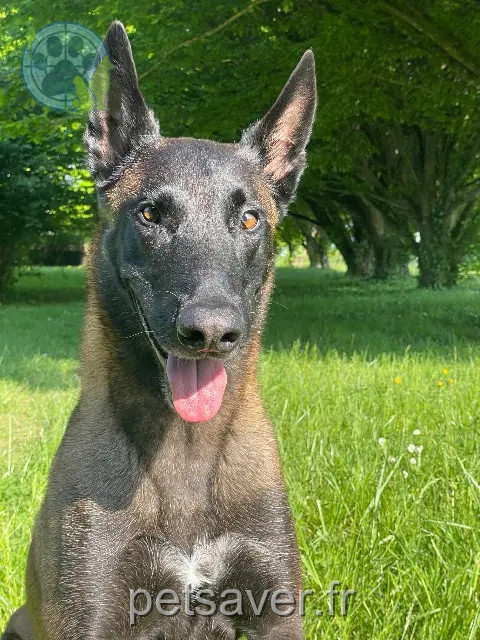 chien reunited   37140 Bourgueil Razmo